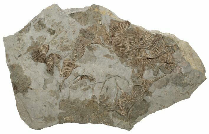 Slab Of Limestone Covered In Crinoids - Gilmore City, Iowa #199148